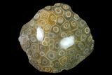 Polished Fossil Coral (Actinocyathus) - Morocco #136303-1